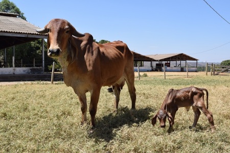 Nasce filha do primeiro clone de Gir Leiteiro da Embrapa Cerrados
