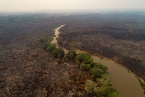 Em 15 dias de setembro, Pantanal tem metade das queimadas que teve em 2019