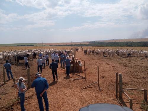 Pecuaristas do MS preparam sequestro da cria e da recria para 2021