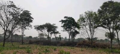 PMA de Porto Murtinho autua segundo infrator por danificar vegetação de Mata Atlântica e aplica multa de R$ 154 mil