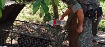Polícia Militar Ambiental de Bela Vista autua mulher de 67 anos por criar porco do mato em chiqueiro no quintal de sua residência