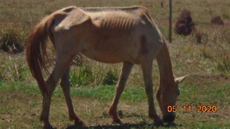 Polícia Militar Ambiental de Cassilândia autua paulista em R$ 10 mil por maus tratos ao deixar cavalos sem alimento até mortes de animais
