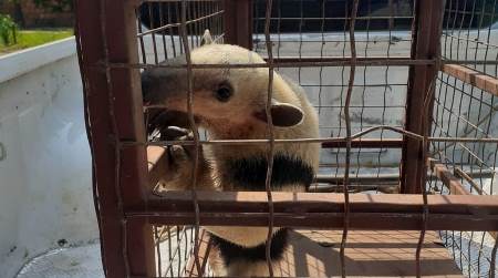Polícia Militar Ambiental de Bonito captura tamanduá-mirim ferido perambulando no perímetro urbano
