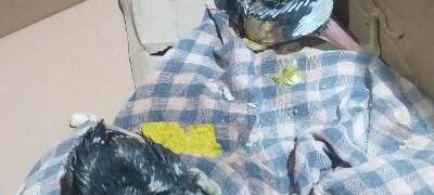 Polícia Militar Ambiental de Bela Vista recolhe dois filhotes de tucanos desnutridos depois de abandonados pelos pais no ninho