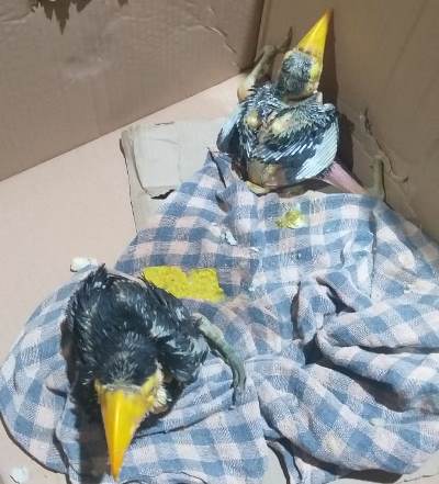 Polícia Militar Ambiental de Bela Vista recolhe dois filhotes de tucanos desnutridos depois de abandonados pelos pais no ninho