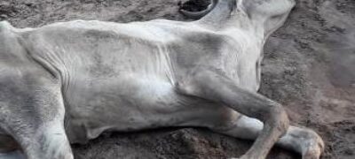 Polícia Militar Ambiental de Coxim autua paulista em R$ 118 mil por maus tratos ao deixar 236 cabeças de gado sem alimento causando até mortes de vários animais