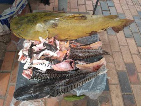 PMA de Coxim prende e autua em R$ 3 mil infrator pescando em piracema, em cachoeira e por capturar peixe abaixo e acima da medida e apreende 31 kg de pescado