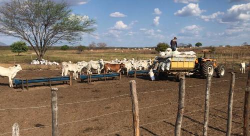 Desafio da pecuária: É hora de produzir comida boa  e barata para enfrentar a seca