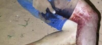 Carneirinho é vitima de tentativa de assassinato na Agua Doce em Bela Vista