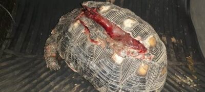 Polícia Militar Ambiental de Bonito resgata jabuti com casco dilacerado por atropelamento, periquito ferido e gambá em pousada