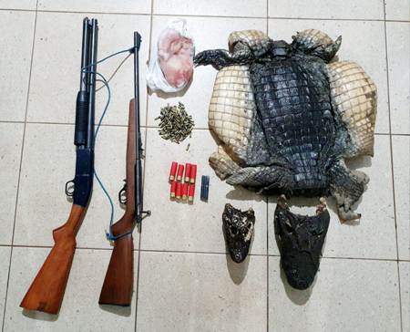 Polícia Militar Ambiental de Mundo Novo prende e autua em R$ 10 mil caçador por abate de dois jacarés