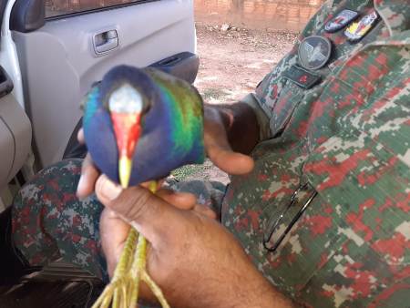 Polícia Militar Ambiental de Bonito resgata frango-d’água ferido na rua e gambá em residência em intervalo de 30 minutos