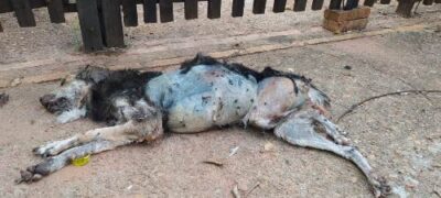Polícia Militar Ambiental de Aquidauana autua vendedor em R$ 2 mil por maus-tratos ao viajar e deixar cachorro morrer de doença