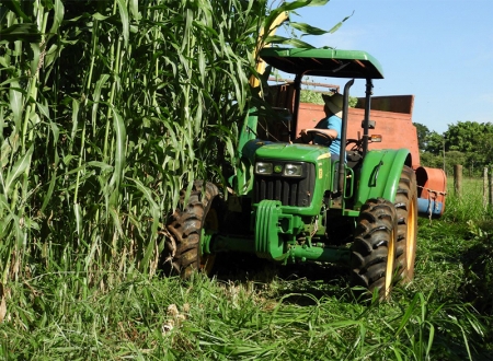 Estiagens: Inclusão de volumoso de sorgo é alternativa para  segurança alimentar do rebanho da Região Sul