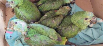 Polícia Militar Ambiental autua sete traficantes de animais silvestres em R$ 41 mil durante o ano passado