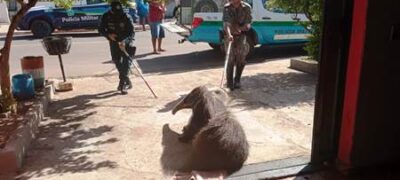 Polícia Militar Ambiental de Miranda captura tamanduá-bandeira dentro de quarto de residência