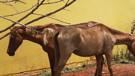 PMA de Cassilândia autua infrator por maus tratos ao deixar cavalos sem alimento e afirmar que comprava animais magros para engordar e vender a frigoríficos