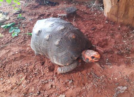PMA de Cassilândia é chamada para capturar jabuti em residência e captura o animal e o autor da chamada que era procurado por crime de violência doméstica