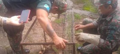 Polícia Militar Ambiental de Bela Vista captura tamanduá-mirim ferido no centro da cidade