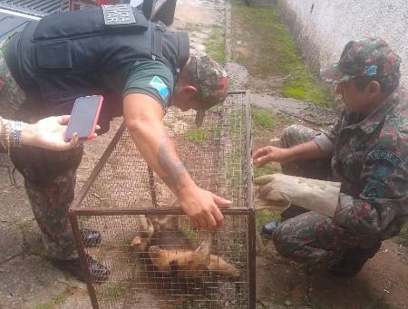 Polícia Militar Ambiental de Bela Vista captura tamanduá-mirim ferido no centro da cidade
