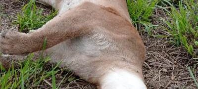 Polícia Militar Ambiental de Dourados encontra onça-parda adulta atropelada em rodovia no município de Ponta Porã