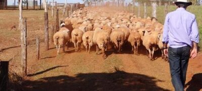 Em um ano preço do quilo vivo de ovinos em MS teve crescimento de 18,8%