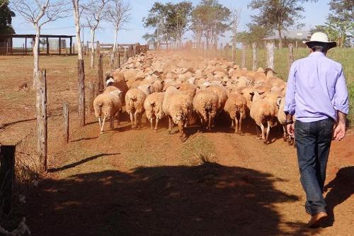 Em um ano preço do quilo vivo de ovinos em MS teve crescimento de 18,8%