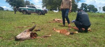 PMA de Campo Grande e Polícia Civil de Terenos realizam trabalho conjunto em buscas a ladrões de gado