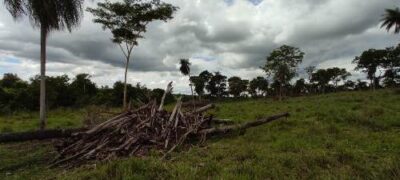 PMA de Bela Vista autua infrator em R$ 15 mil por desmatamento ilegal envolvendo áreas de vegetação protegidas de matas ciliares e reserva legal