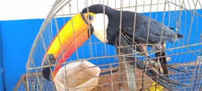 Polícia Militar Ambiental de Bela Vista captura tucano com asa fraturada que caiu no pátio do quartel