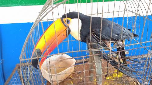 Polícia Militar Ambiental de Bela Vista captura tucano com asa fraturada que caiu no pátio do quartel