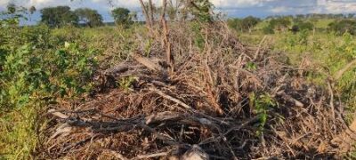 Polícia Militar Ambiental de Bela Vista autua infrator por desmatamento e exploração de madeira ilegalmente em 4 hectares de vegetação nativa