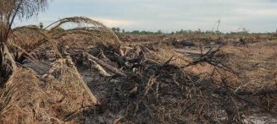 Polícia Militar Ambiental de Bela Vista autua assentado em R$ 2,4 mil por desmatamento de 4 hectares e incêndio de vegetação nativa