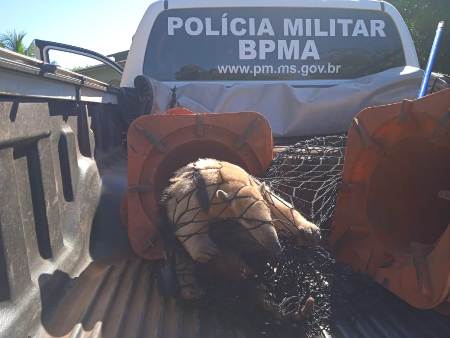 Polícia Militar Ambiental de Bela Vista captura tamanduá-mirim que entrou em quintal de residência