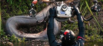 Sucuris gigantes são flagradas em expedições de fotógrafos subaquáticos por rios de MS
