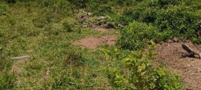 Polícia Militar Ambiental de Porto Murtinho autua infrator em R$ 90 mil por desmatamentos ilegais de 258 hectares