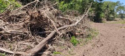 Polícia Militar Ambiental de Bela Vista autua infratora por desmatamento ilegal de 5 hectares de vegetação nativa