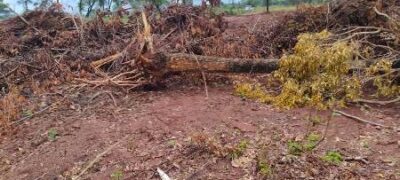 Polícia Militar Ambiental de Bela Vista localiza desmatamento ilegal de 6 hectares de vegetação nativa para plantio de pastagem e autua infrator em R$ 6 mil