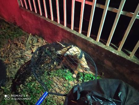 Polícia Militar Ambiental de Bela Vista captura tamanduá-mirim que entrou em quintal de residência e foi acuado por cachorros