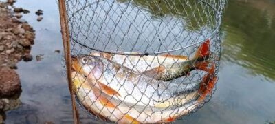 Polícia Militar Ambiental de Bela Vista autua pescador por pesca ilegal no rio Vacadiga