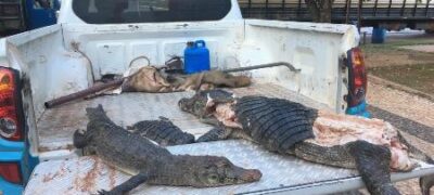 Polícia Militar Ambiental de Bonito apreende dois jacarés e um javali abatidos em leito de córrego no município