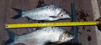 Polícia Militar Ambiental de Bela Vista prende e autua em R$ 3 ml dois homens pescando com tarrafas e apreende pescado e os petrechos ilegais