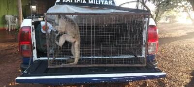 Polícia Militar Ambiental de Bela Vista captura em fazenda primata fêmea da espécie bugio com características de ser domesticada