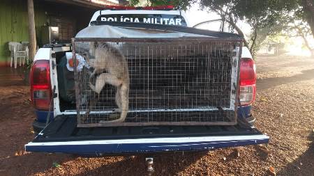 Polícia Militar Ambiental de Bela Vista captura em fazenda primata fêmea da espécie bugio com características de ser domesticada