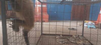 PMA de Bela Vista recolhe filhote de macaco-prego cuja mãe fora morta por atropelamento