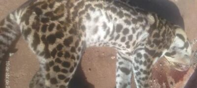 Bela Vista: Filhote de Jaguatirica é encontrado morto próximo da cidade
