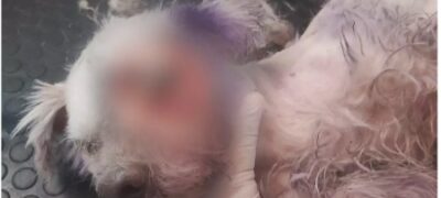 Em Bela Vista, moradores abandonam cachorro sem comida e com olho em putrefação