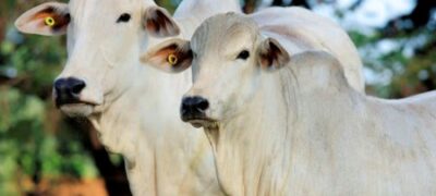 Produtores de gado se unem em cooperativas movimentando mercado de carnes especiais