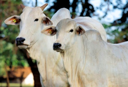 Produtores de gado se unem em cooperativas movimentando mercado de carnes especiais