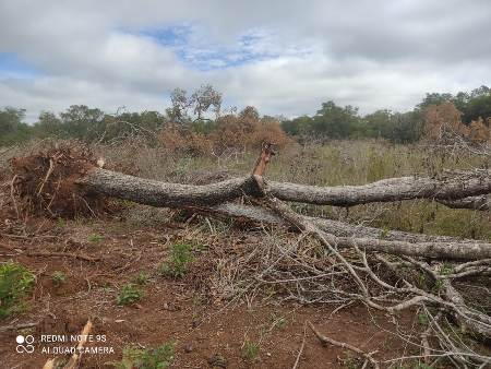 PMA de Bela Vista autua agrônomo em R$ 12,5 mil por derrubada ilegal de árvores para exploração da madeira